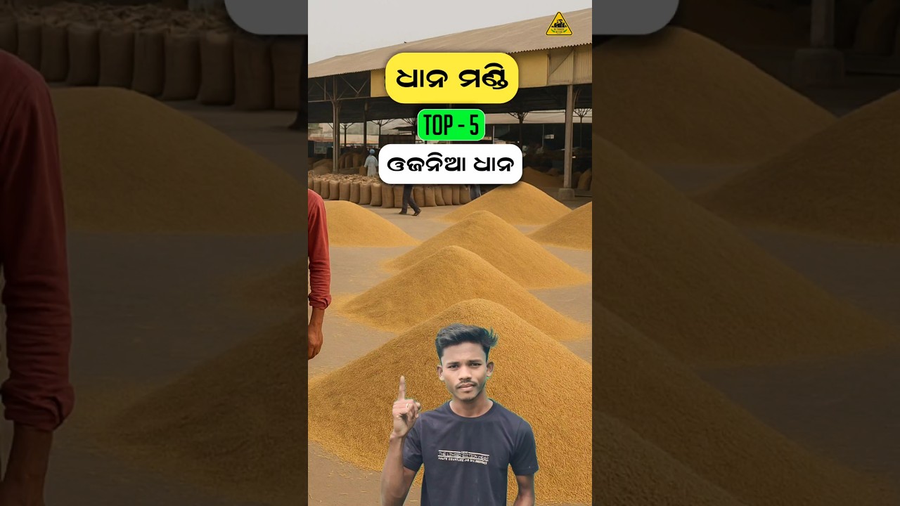 Top 5 Short & Bold Paddy Seeds