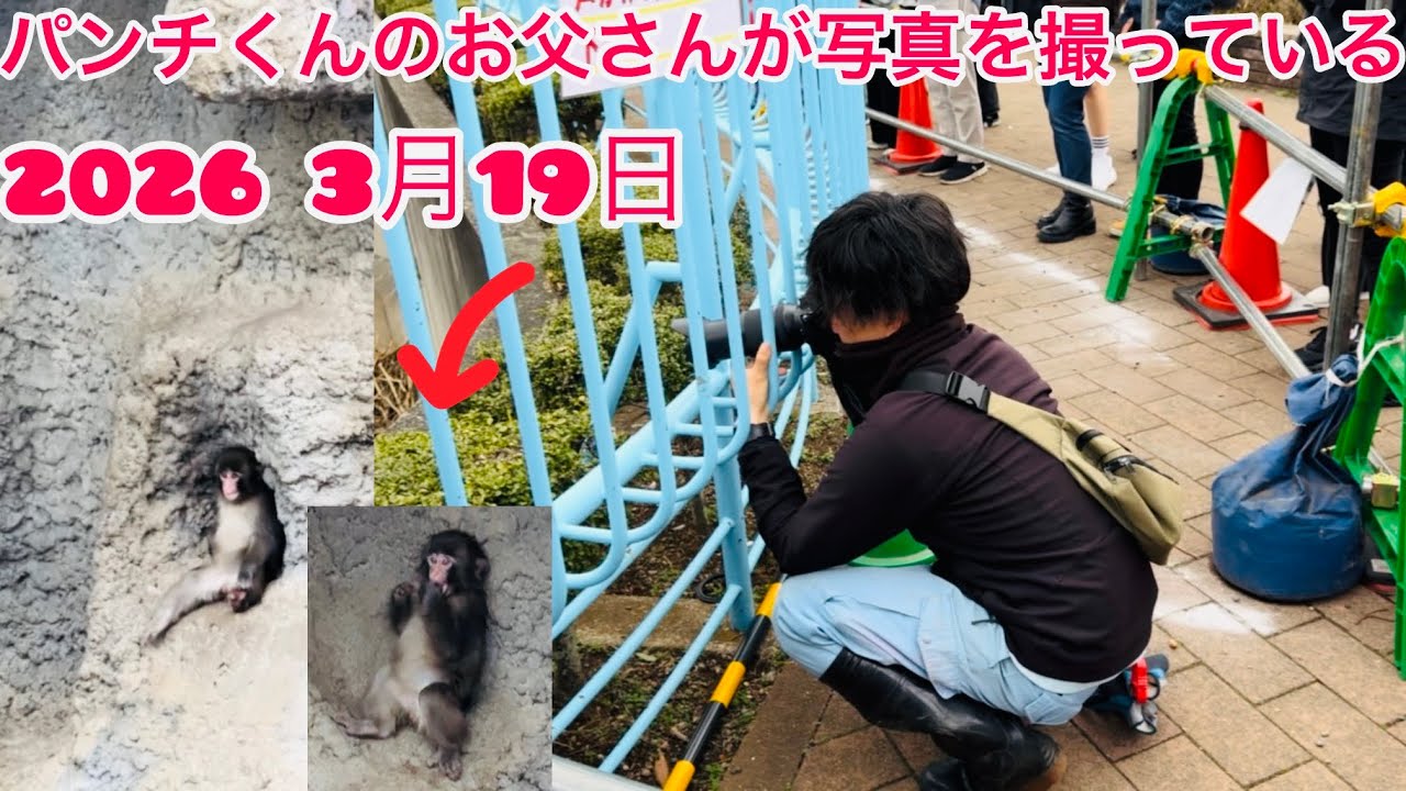 2026 3月90日パンチくんのお父さんが写真を撮っている Punch-kun's dad is taking the picture. ❤️🐒