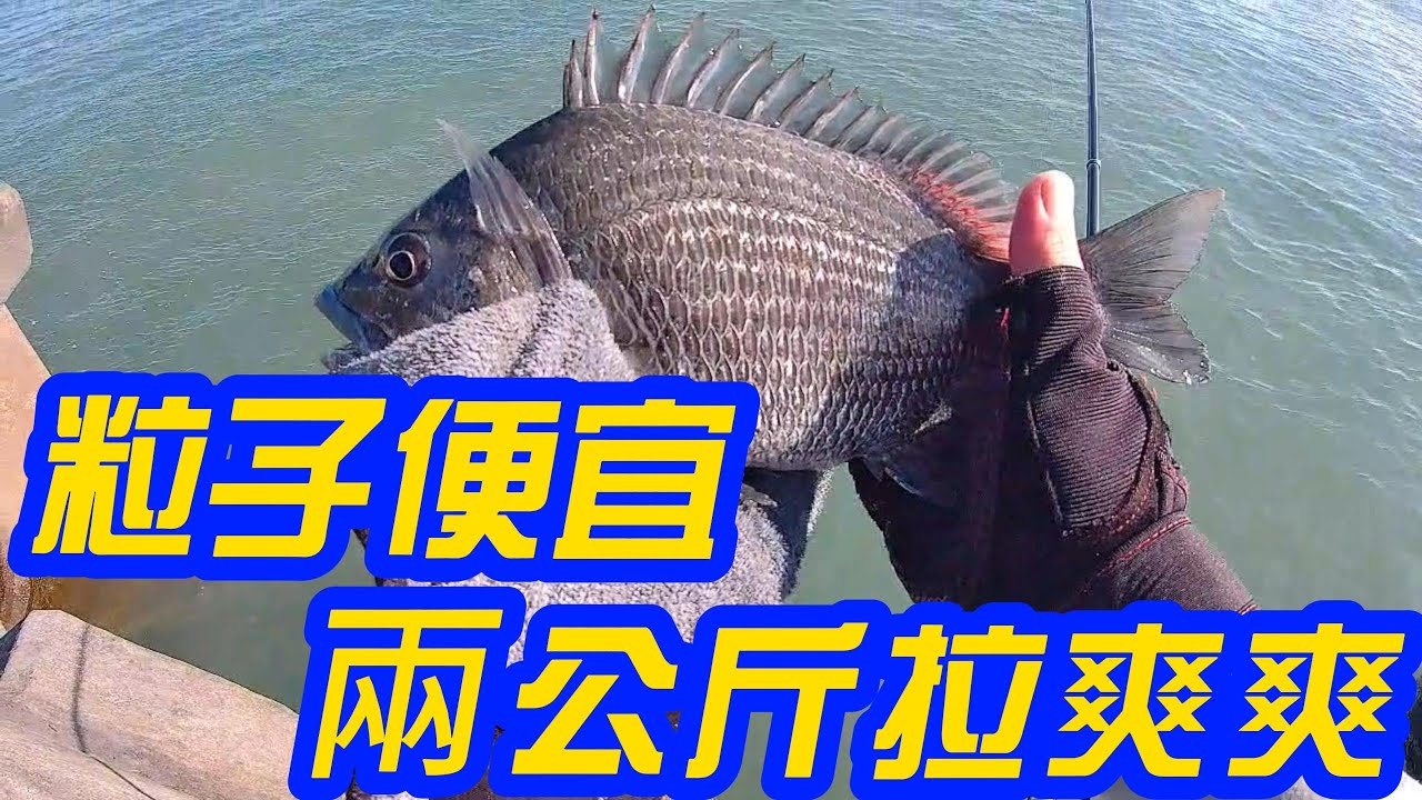 港口 漁港 底釣 黑鯛 黃鰭鯛 班頭 黑粒子 尼羅1號  誘釣同步 黑牛 岸釣 消波塊 防波堤 松柏漁港 台中 大甲 20240702