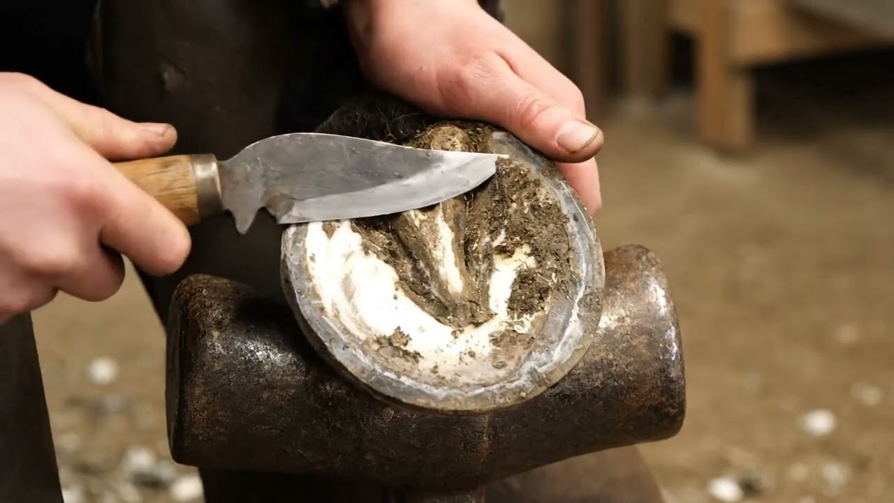 🌅 Hoof boots fit and test in dry weather 🕒 #EquineHealth #HorseGrooming