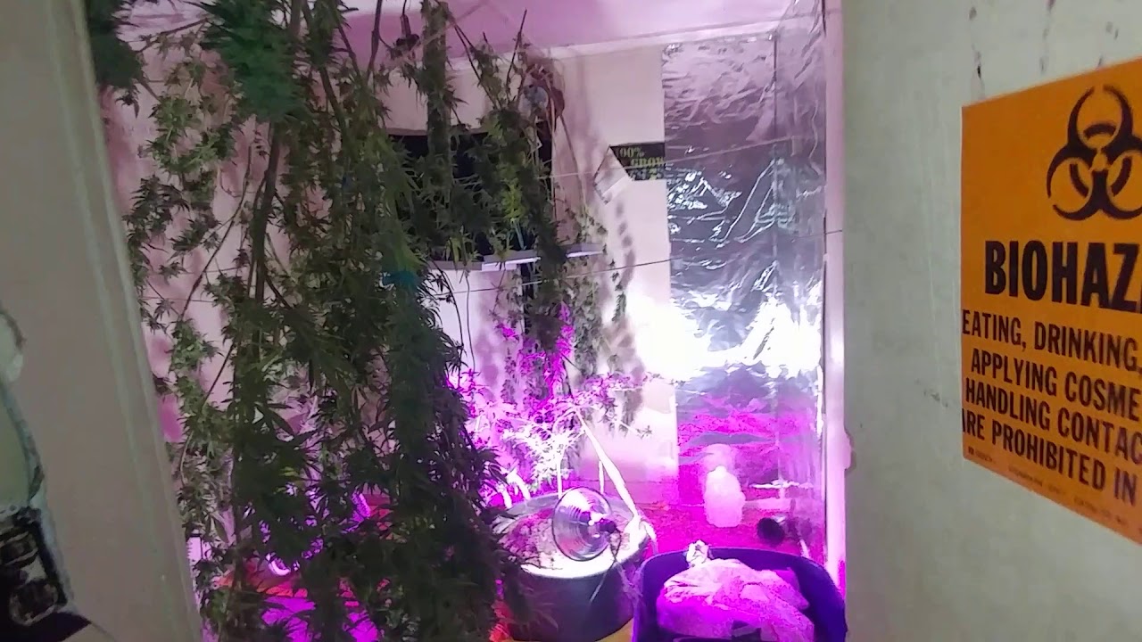 Sticky fat buds hanging after harvesting