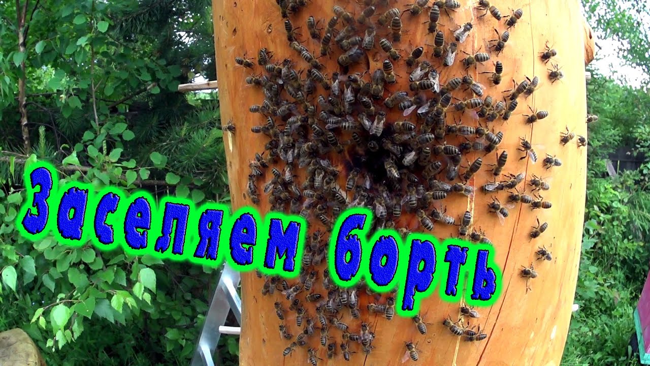 Первый раз заселяем борть - колоду / Зачем я ездил в деревню Невидимка? /
