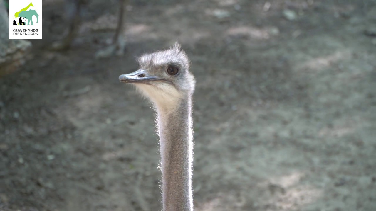 Er zijn 2 struisvogels gearriveerd in Ouwehands Dierenpark