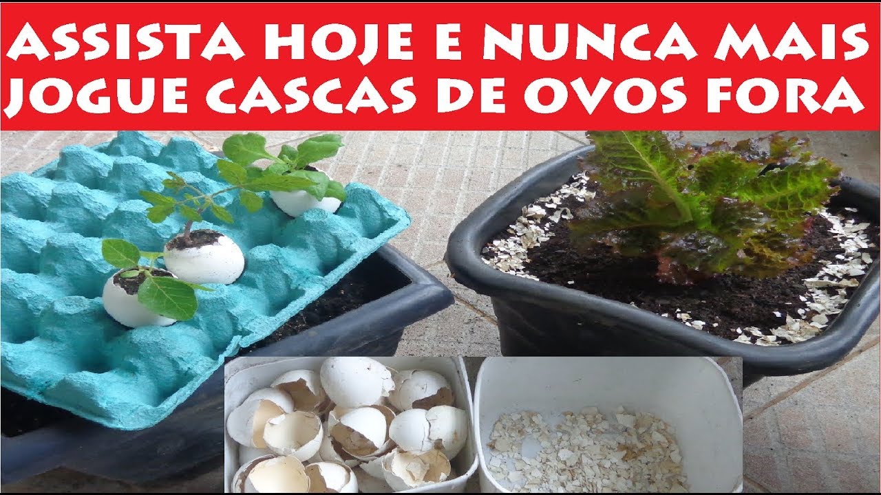 Ponha Cascas de Ovos no seu pomar ou horta e isso irá acontecer!