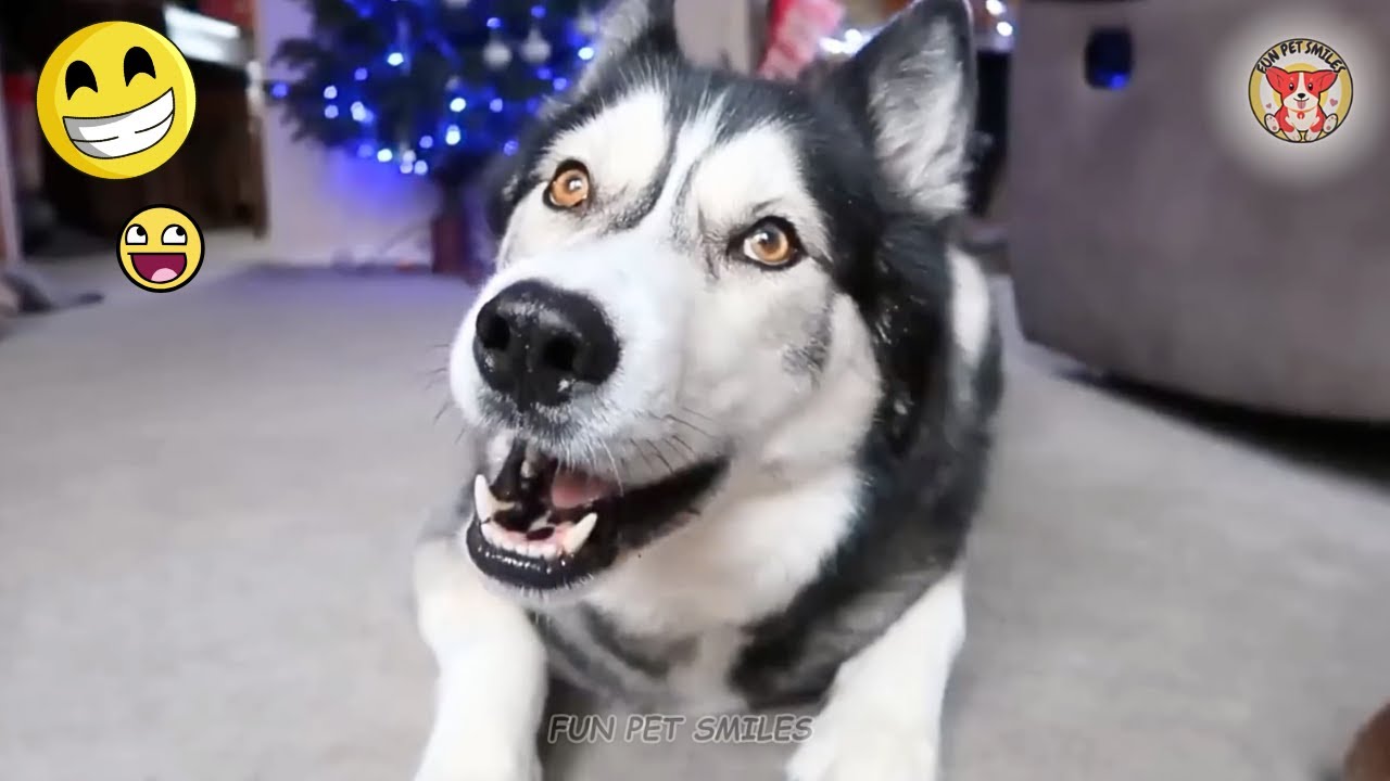 Best Funny Cats & Dogs Ever 🐶🐱  Try Not To Laugh Challenge #118