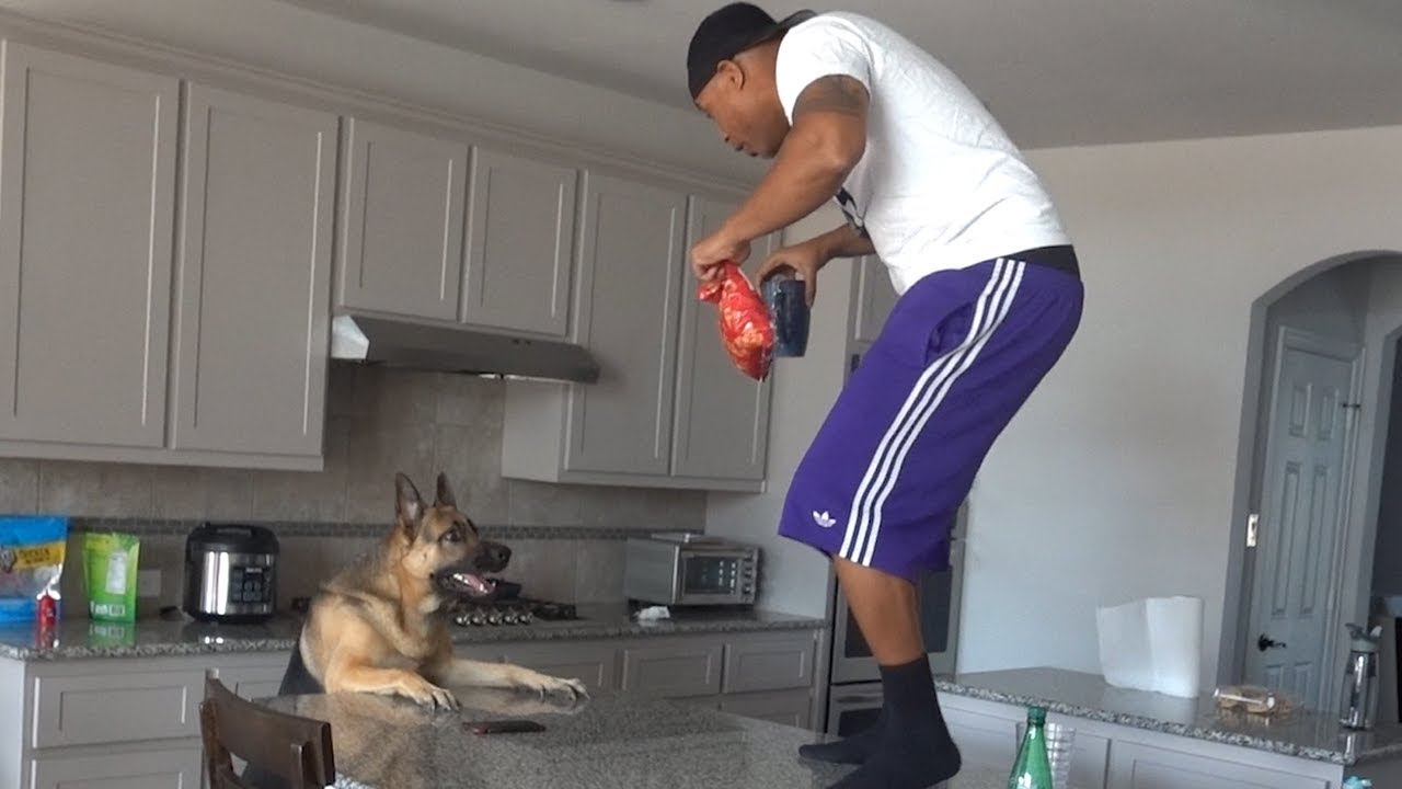 TIKO WILL GO AFTER HIS TREATS AT ANY COST