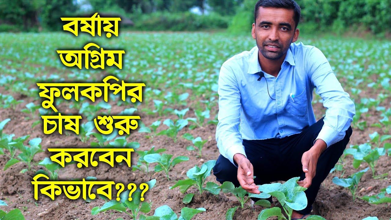 বর্ষায় অগ্রিম ফুলকপি চাষের প্রাথমিক পর্বের পরিচর্যা জমি তৈরি ,চারা রোপণ,সার প্রয়োগ ও বীজ নির্বাচন।
