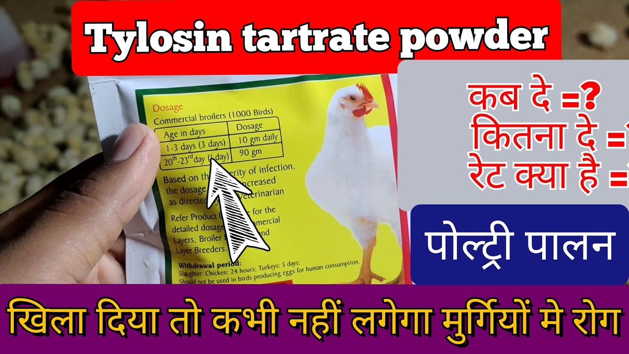 ye khila diya to kabhi nahi lagega murgiyon me rog | Tylosin tartrate powder