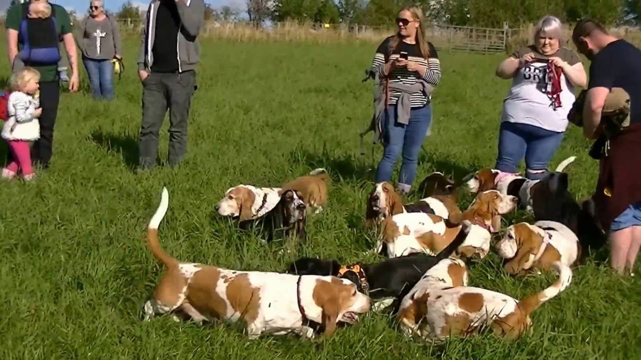 Scottish Basset Hound Walk at Belwade Farm October 2016