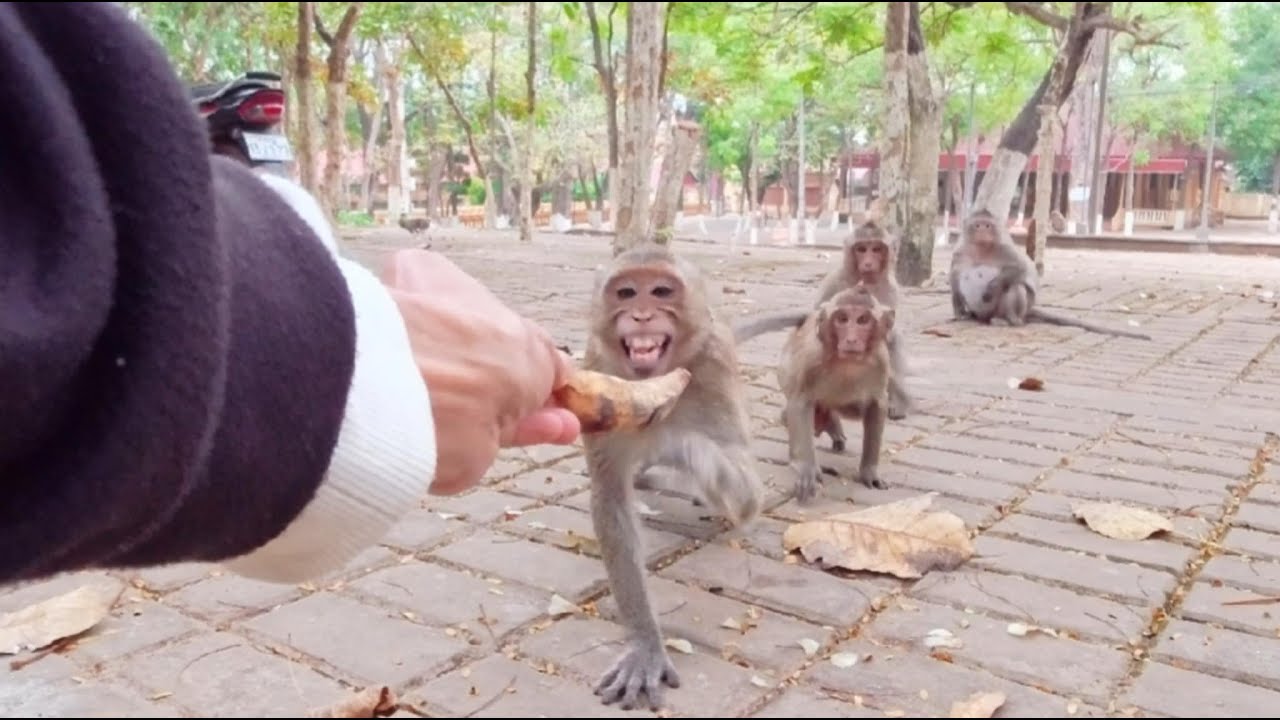 They were very hungry but afraid of the Monkey King.