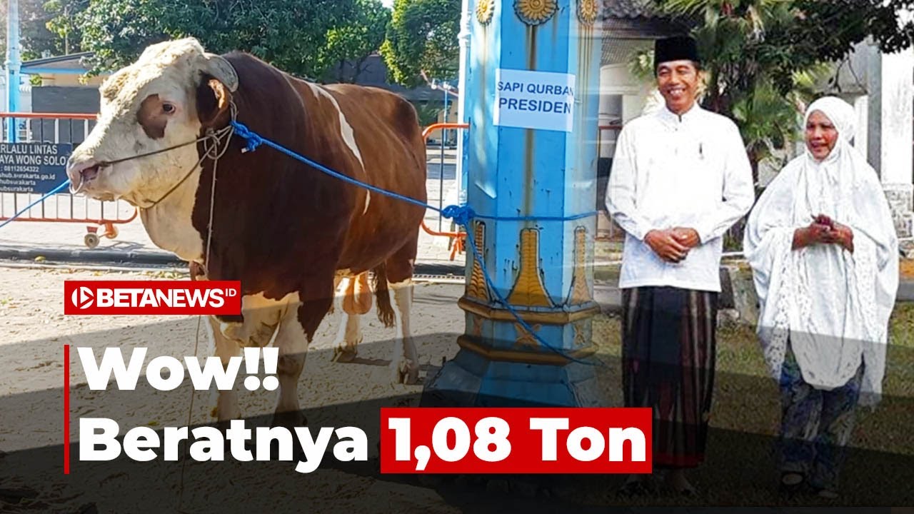 Penampakan Sapi Kurban Presiden Jokowi di Masjid Agung Keraton Solo