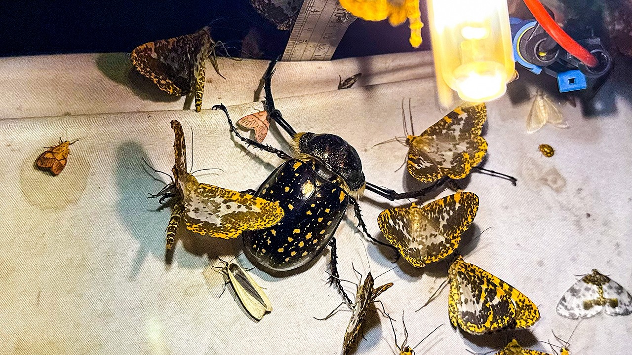 台湾のライトトラップにとんでもない昆虫が飛んできた