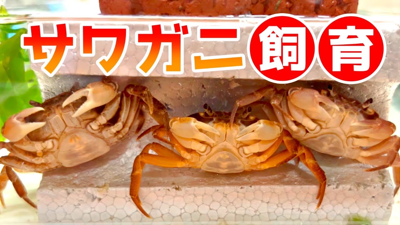 【失敗しない！サワガニ飼育】共喰い～餌の良くあるトラブル #サワガニ #アクアリウム #カニ