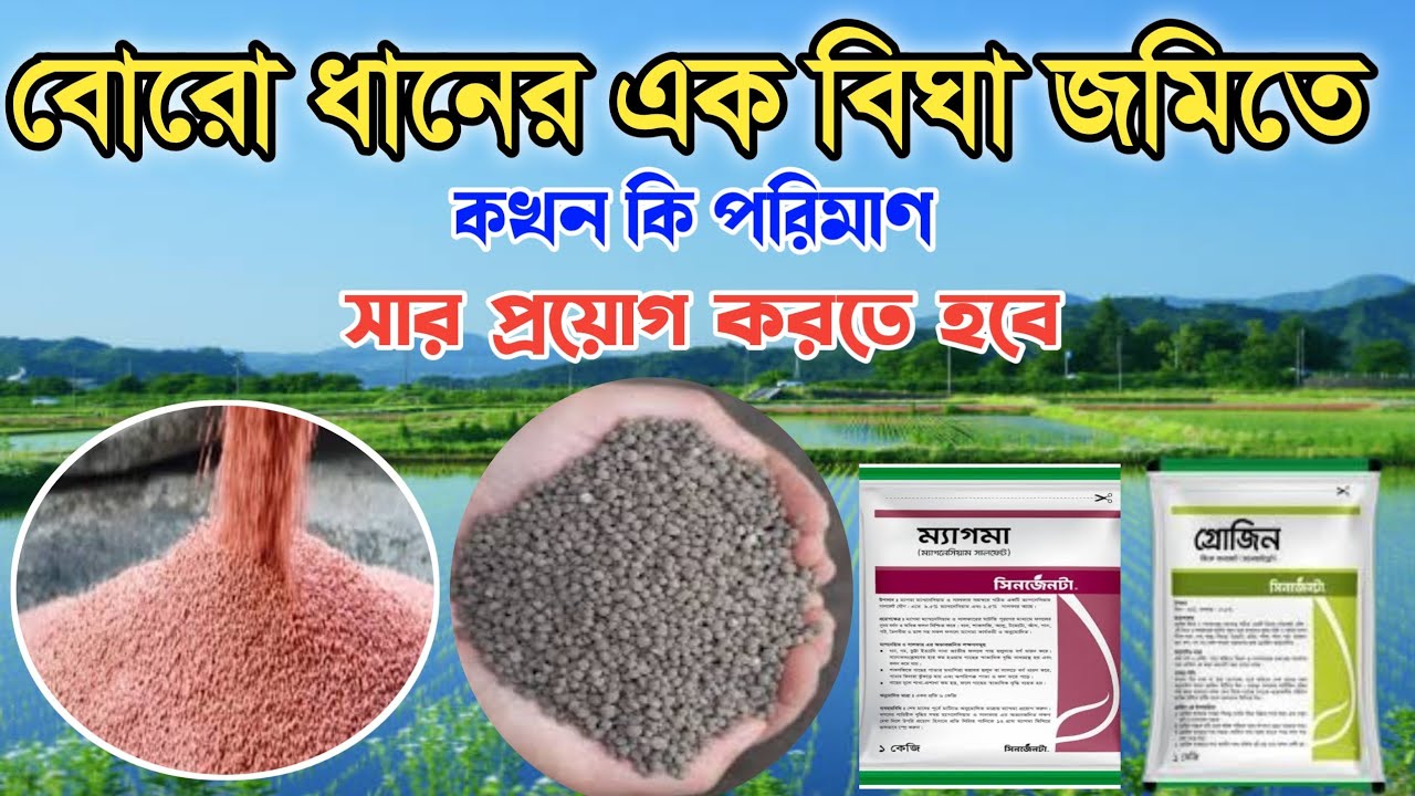 বোরো ধানে কখন কি পরিমাণ সার প্রয়োগ করতে হবে /বোরো ধানের সার প্রয়োগ পদ্ধতি! বোরোধান চাষ।