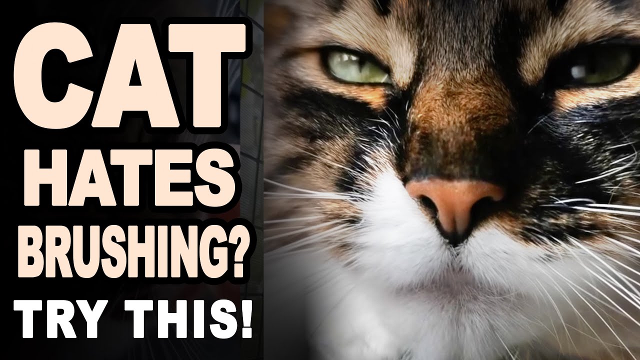 Cat Hates Brushing? Try This! (5 Simple Steps That Actually Work)