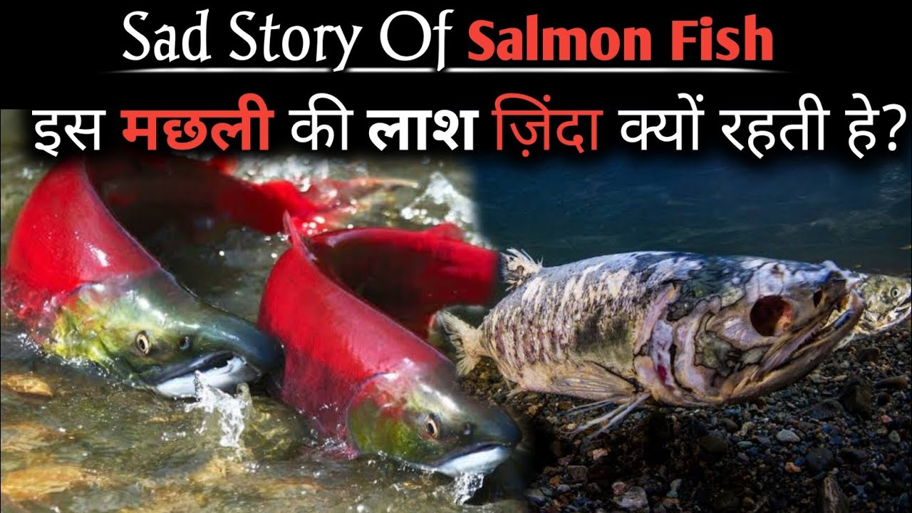 Sad Life cycle of The Salmon Fish Who Becomes Zombie Salmon