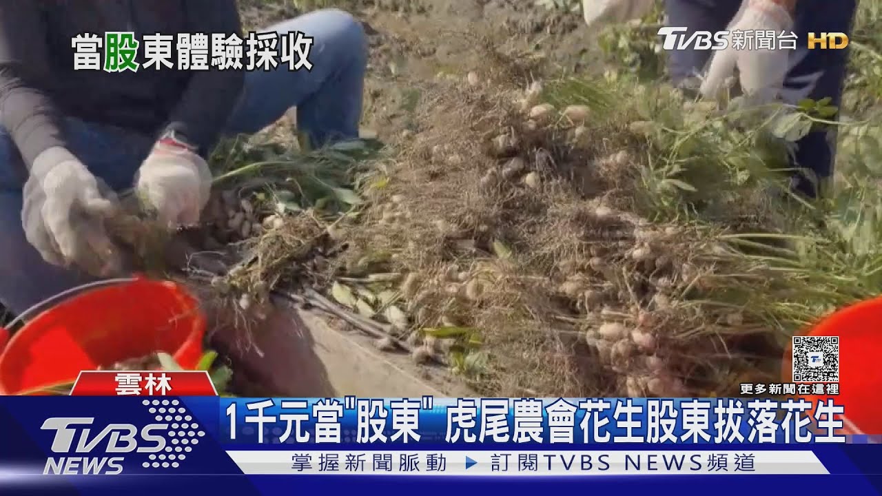 1千元當「股東」 虎尾農會花生股東拔落花生｜TVBS新聞 @TVBSNEWS02