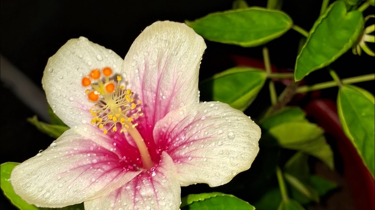 Soumya's homeGardening  is live