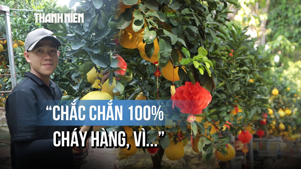 Bưởi Diễn rực vàng đường ở TP.HCM: Nhà vườn quả quyết 