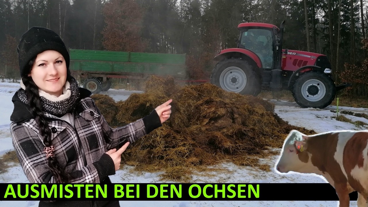 FarmVlog#49 Die jungen Ochsen werden das erste mal gemistet. Gibt es Probleme oder sind sie brav?