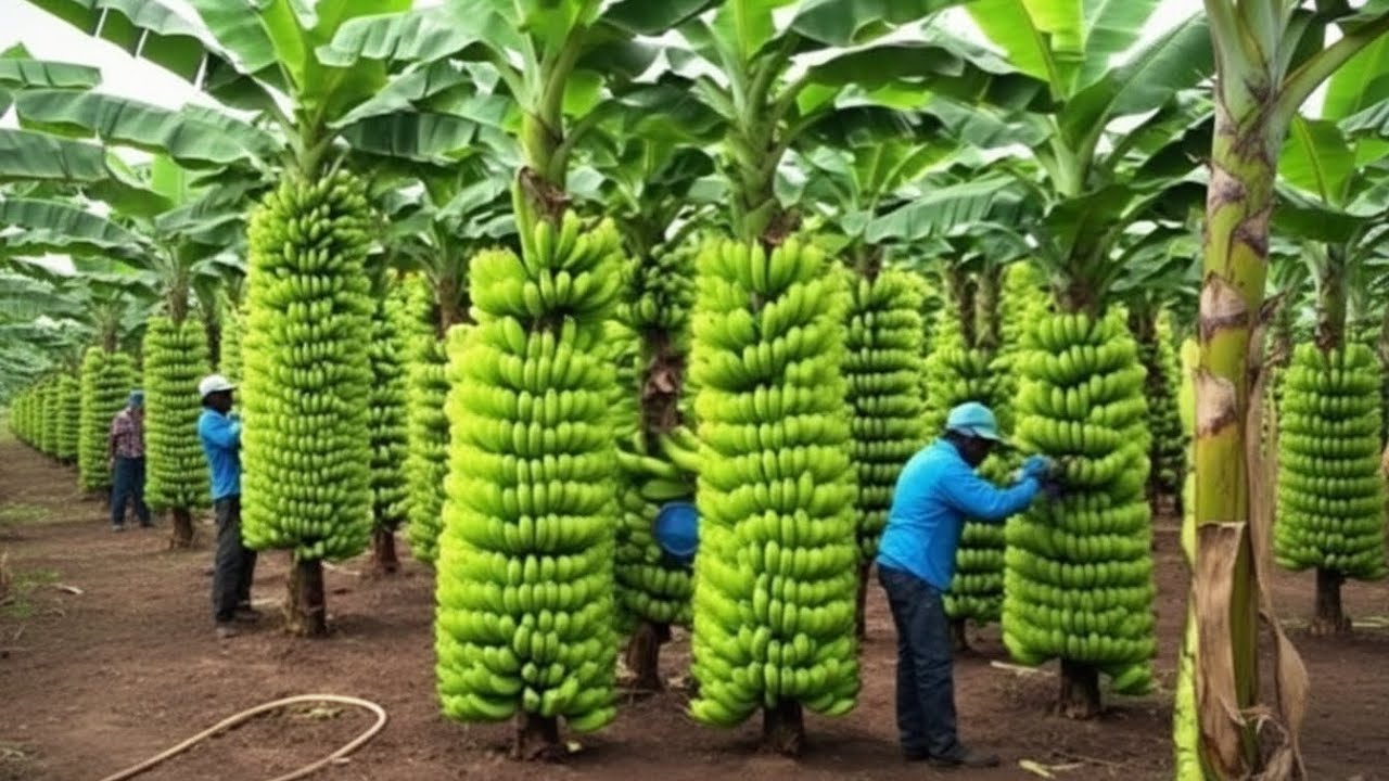 Así se Procesan Millones de Bananas Cada Día en Fábricas Modernas