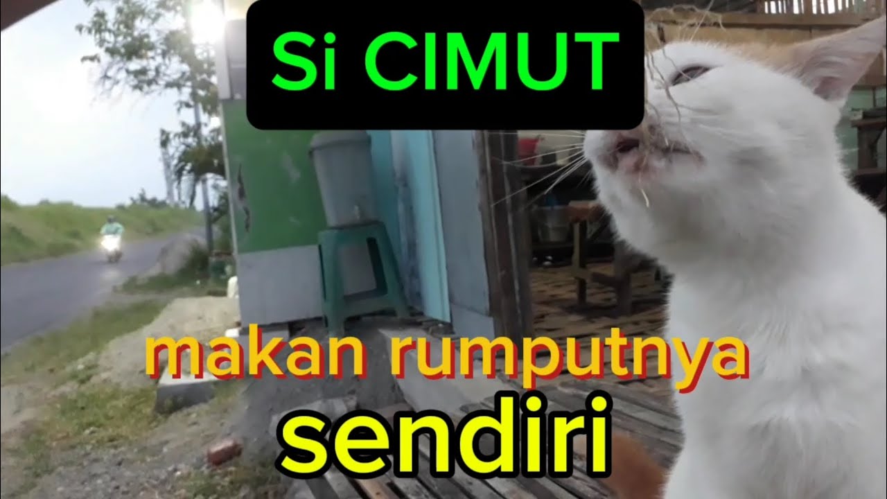 Si cimut maunya Rumputnya sendiri @nurrohman9519