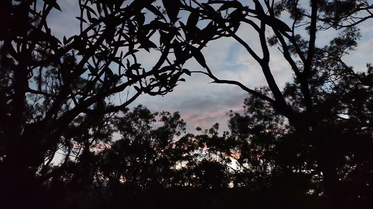 Good morning from the ancient forest 