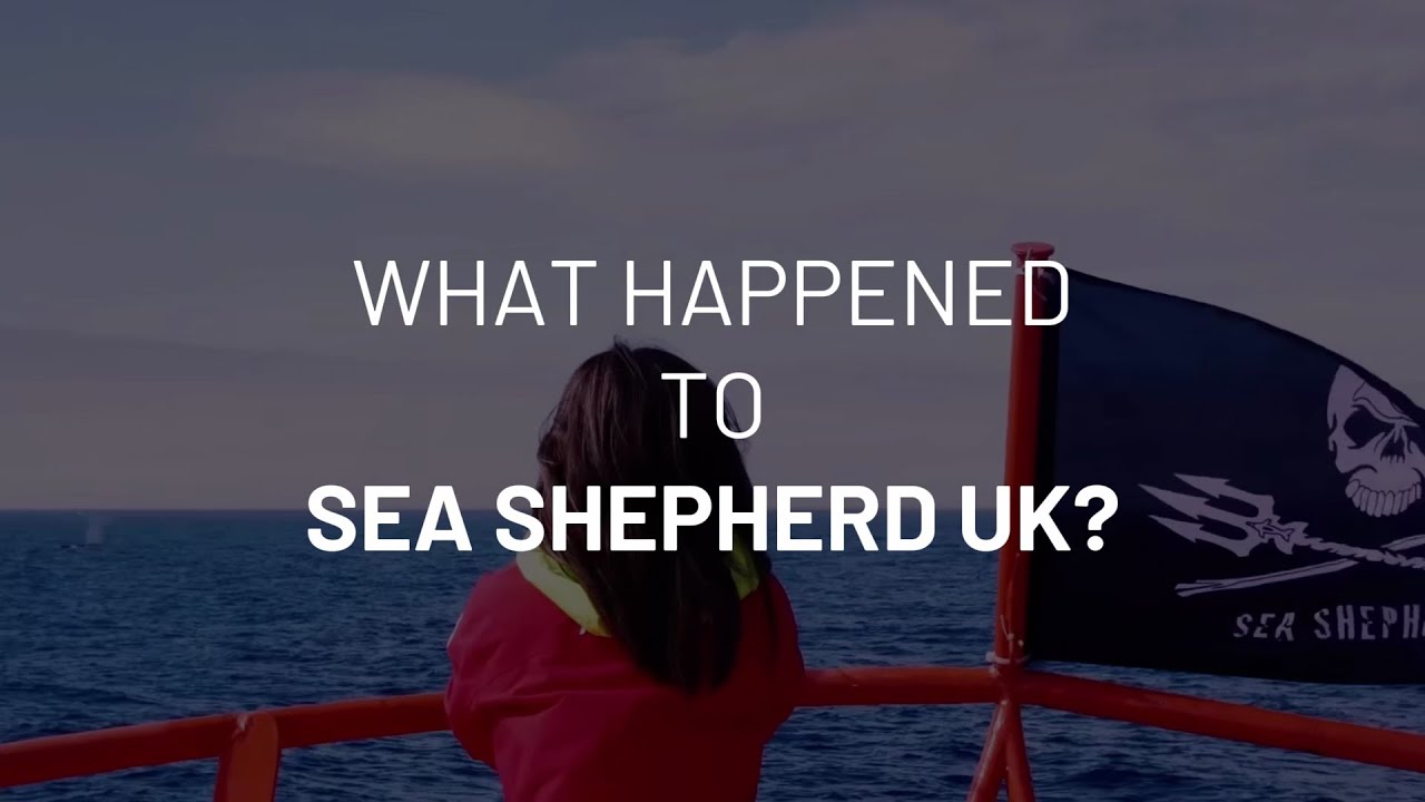 What happened to Sea Shepherd UK?