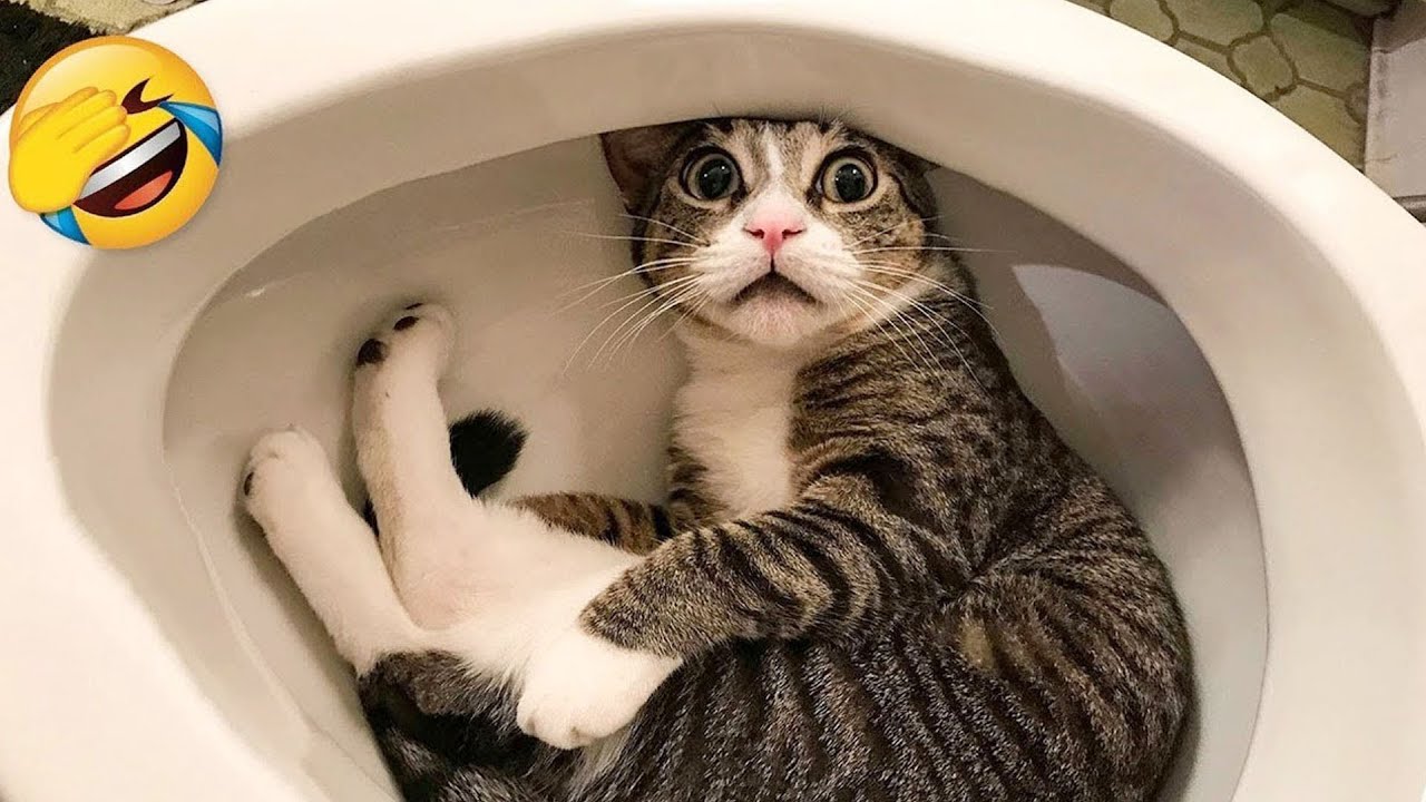 Try Not To Laugh 🤣 Best Funny Cats and Dogs Videos 2026 😺🐶 Part 4