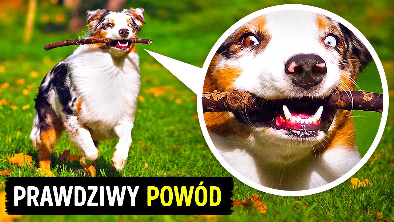 21 pieskich zachowań, kt&oacute;re lepiej zrozumiesz