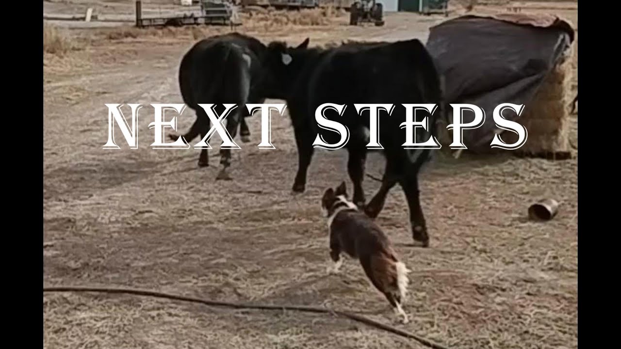 Border Collie 101 Training The Started Dog