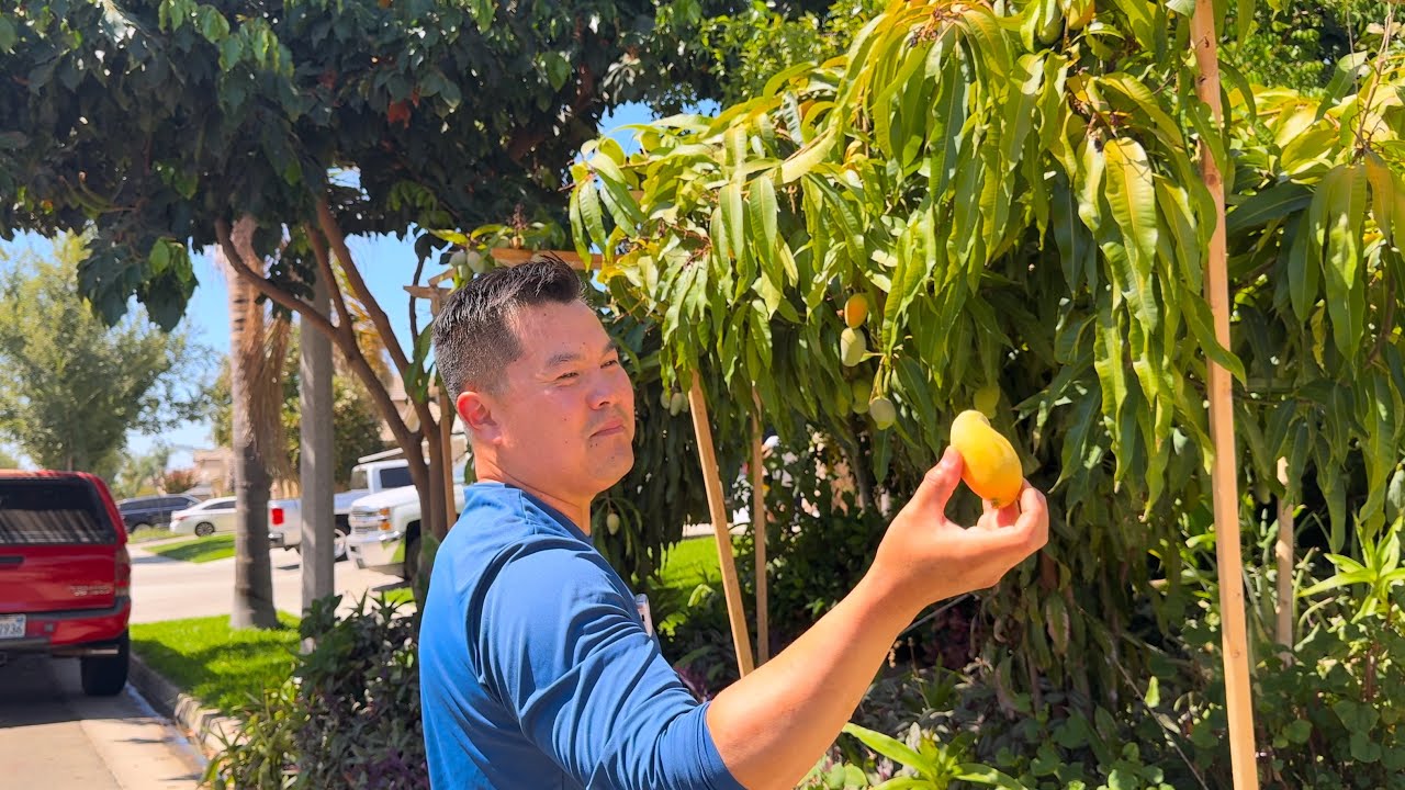 What's Fruiting Now in California's Central Valley - USDA Zone 9b