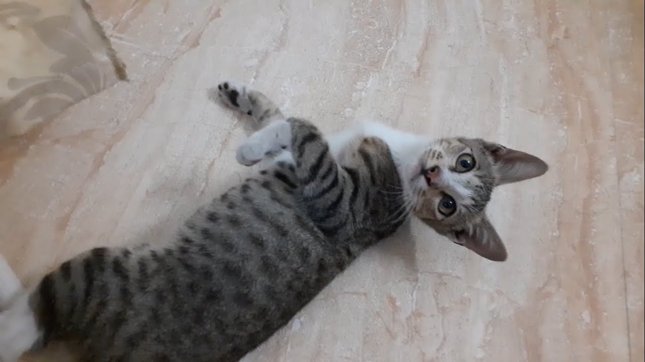 Cats Playing | Itler and Perry the Platypus | Tamil | Day to Day