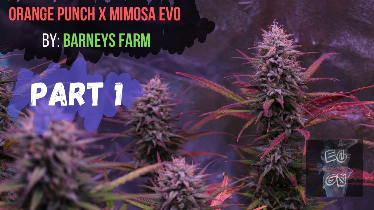 Barneys Farm: Orange Punch x Mimosa Evo Grow Part I