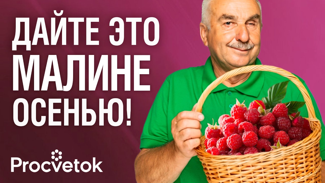 МОЩНАЯ ПОДКОРМКА МАЛИНЫ ОСЕНЬЮ для огромного урожая! Чем подкормить и какие ветки обрезать