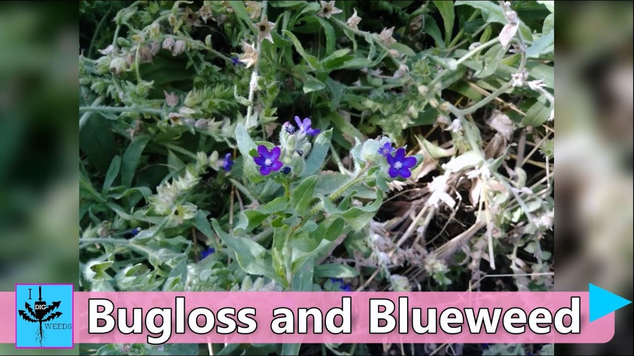 Bugloss & Blueweed, Noxious Weeds & why they are a problem