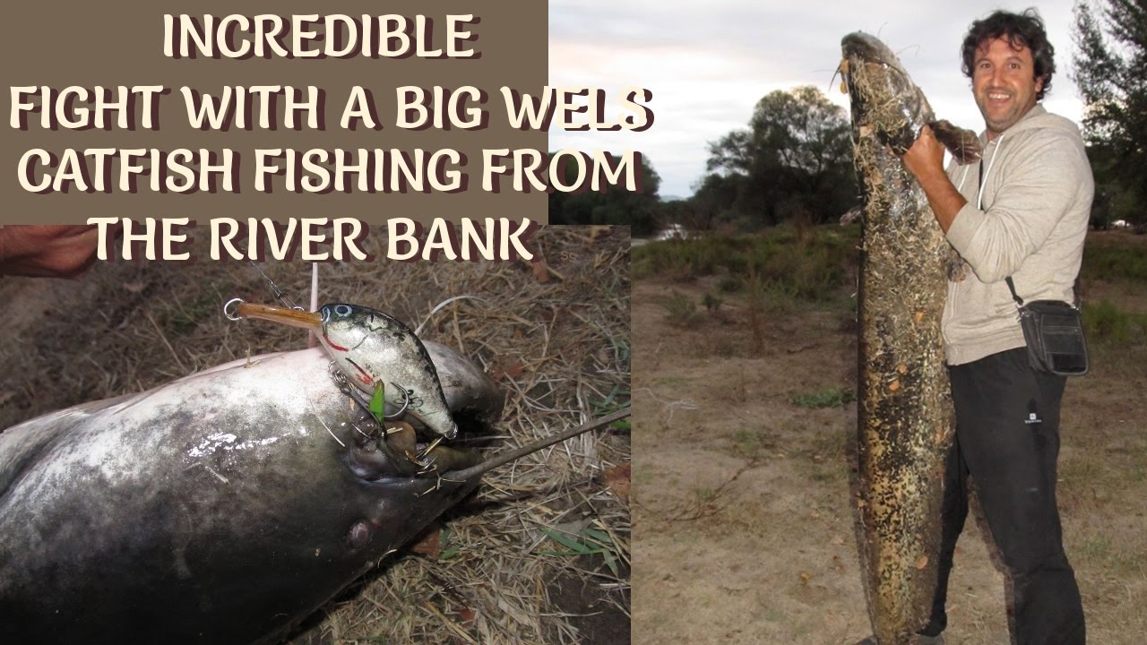 Incredible FIGHT with a BIG WELS CATIFISH Fishing from the River Bank/ Uferageln auf Wels