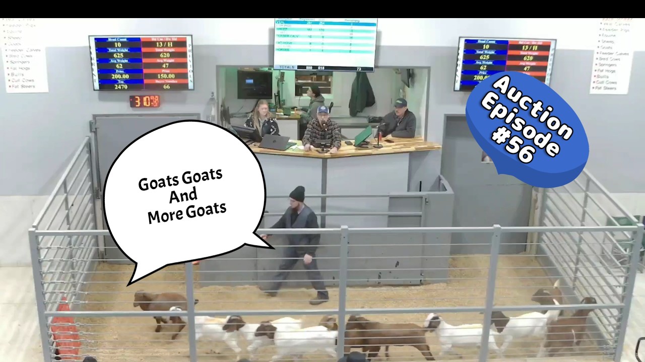 Goat Auction on 01/27/2026