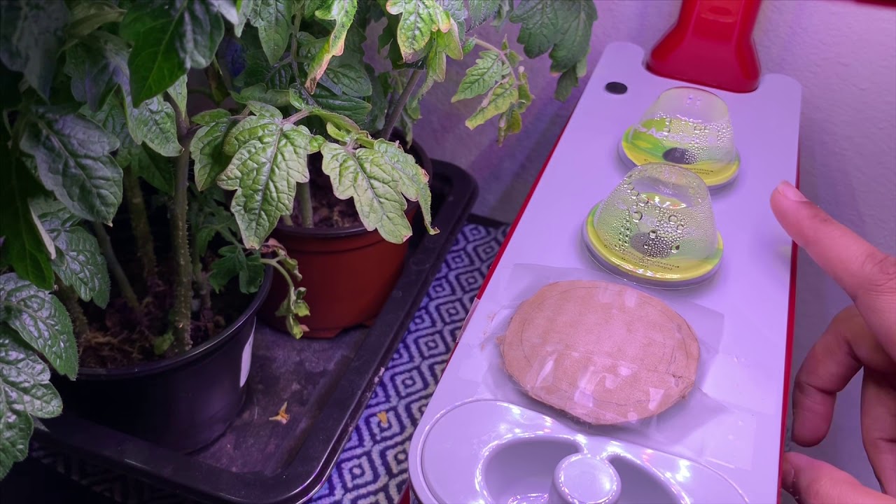 9 AeroGarden Tips for Beginners