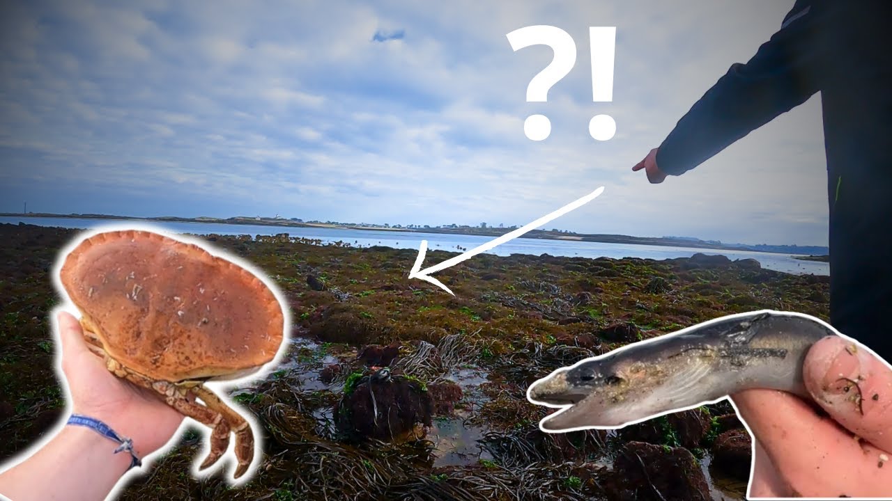 Énormes tourteaux et étrilles en pêche à pied lors des grandes marées - PARTIE 2
