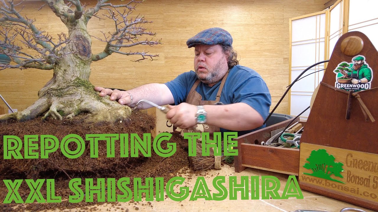 Repotting the XXL Shishigashira Japanese Maple - Greenwood Bonsai