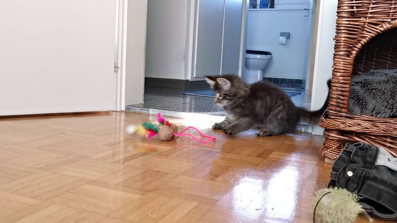 Norwegische Waldkatze: Finn, jung und verspielt
