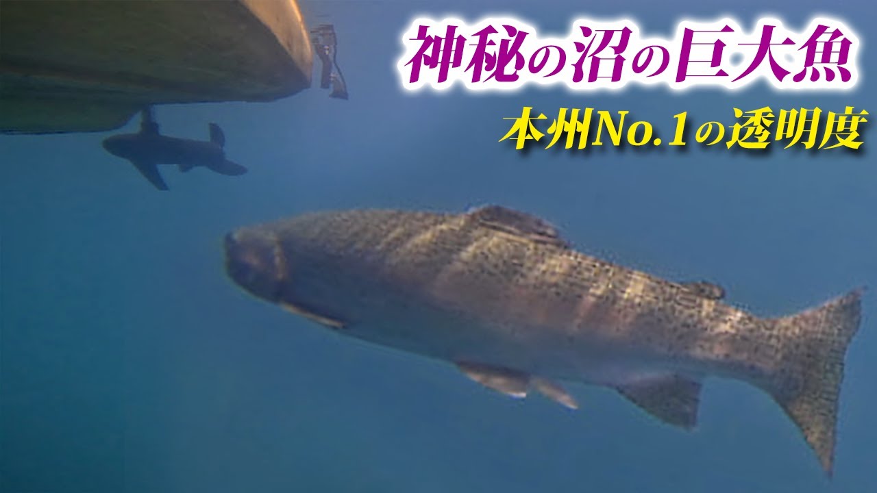 本州で最も透明な沼に潜む巨大魚を釣りにいったらヤバすぎた【菅沼・丸沼・エリアトラウト・管理釣り場】