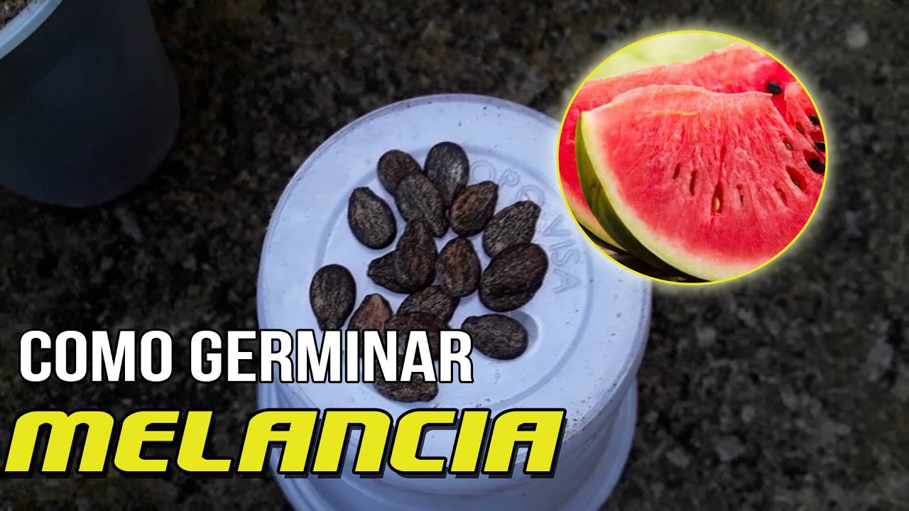 COMO GERMINAR SEMENTES DE MELANCIA | Veja Como Plantar Melancia