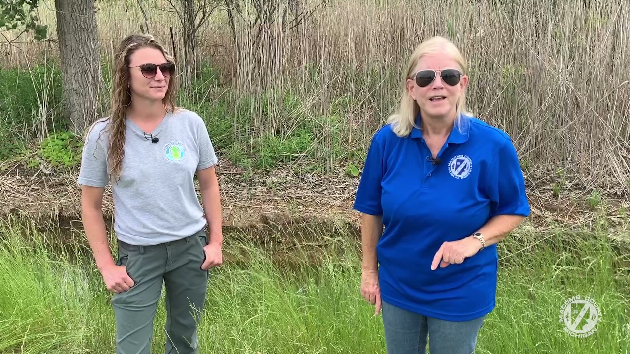 Macomb County Public Works --- Cut To Drown phragmites project