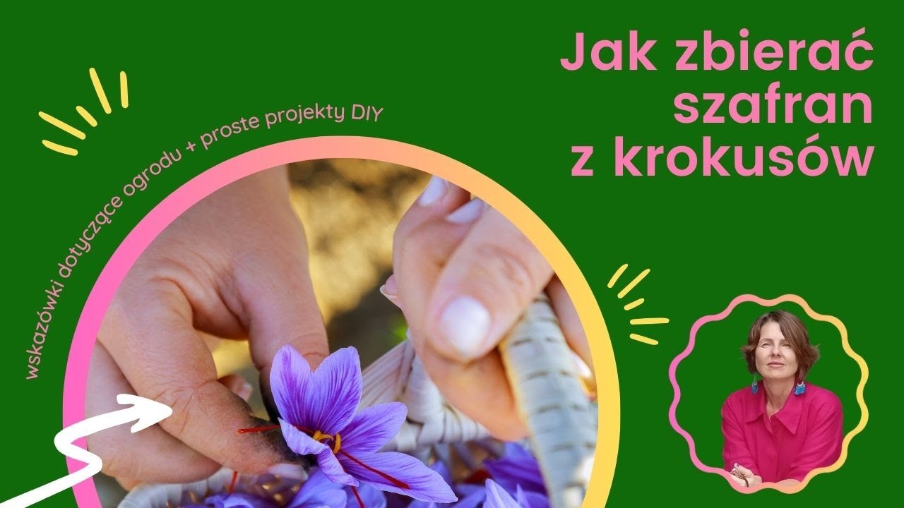 Jak zbierać szafran z krokusów ?