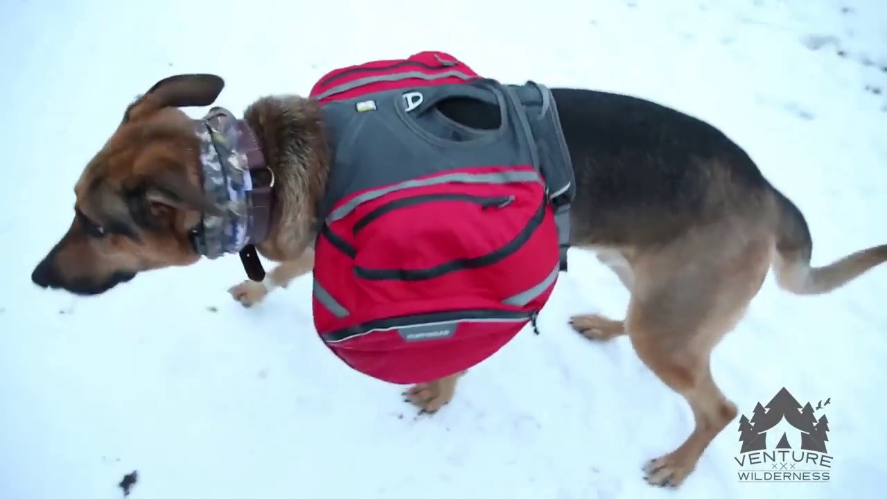 Adventure Pups - Dog Hiking Trail Gear Guide