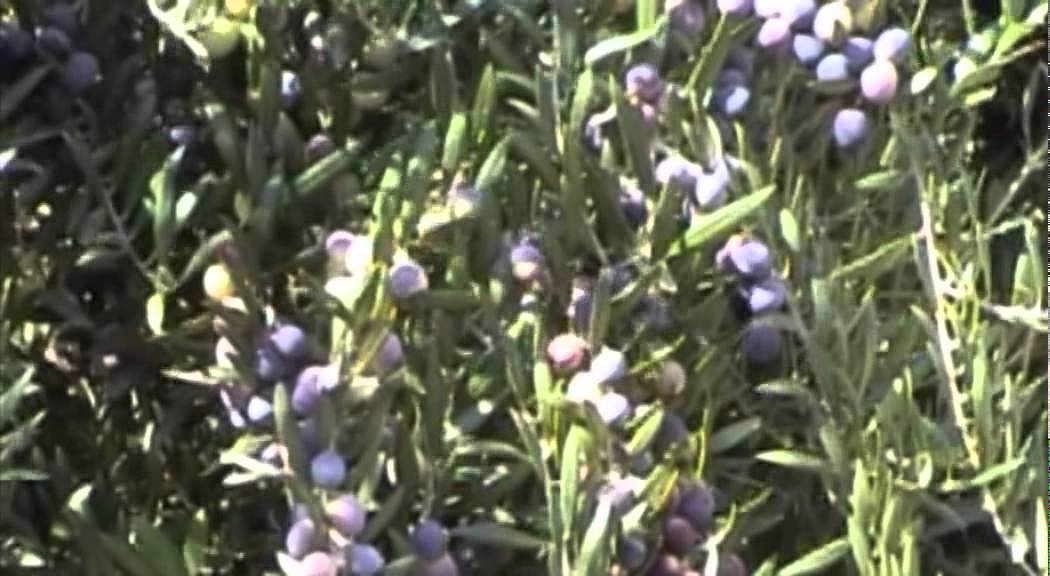 EN - Electroliv Electronic Vibrating Olive harvester - INFACO