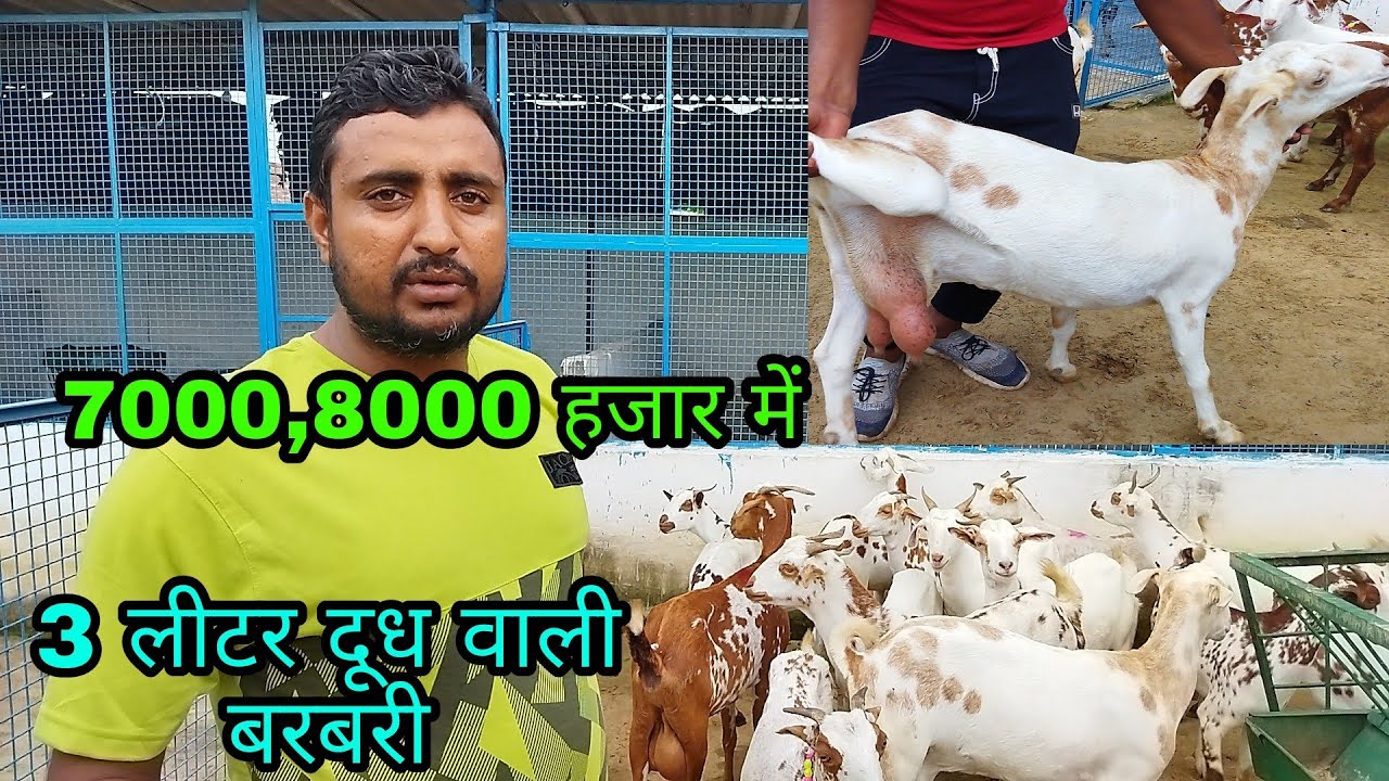 3 Litre Barbari Goats at Barbari Goat Farm Mathura UP