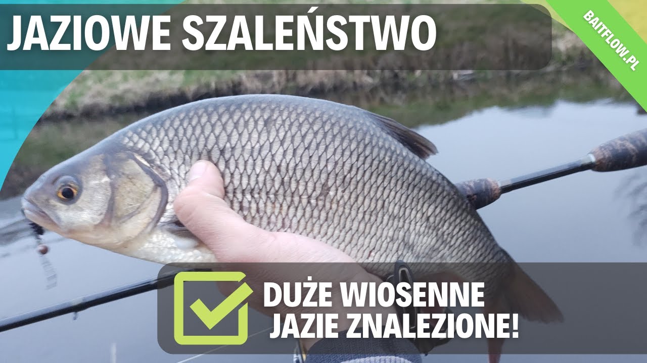 Duże, wiosenne Jazie znalezione! Jaziowe szleństwo. BaitFlow.pl